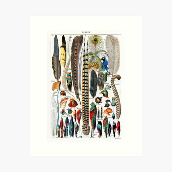 Item preview, Vintage Feather Poster designed and sold by redoARTstore.