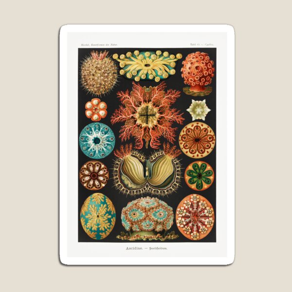 Item preview, Vintage Ascidiacea Poster designed and sold by redoARTstore.