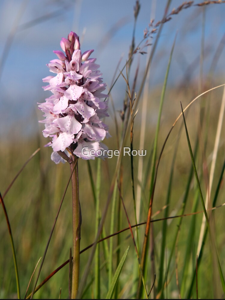 Spotted Orchid, Portnoo, Co. Donegal by VeryIreland