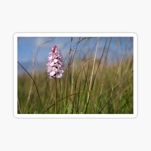 Spotted Orchid, Portnoo, Co. Donegal Sticker