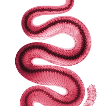 Artwork thumbnail, Southern Pacific Rattlesnake, X-Ray, Red by ScienceSource