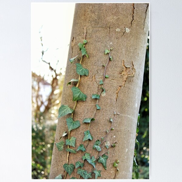 Item preview, Ivy on tree in the urban garden designed and sold by wineandwords.