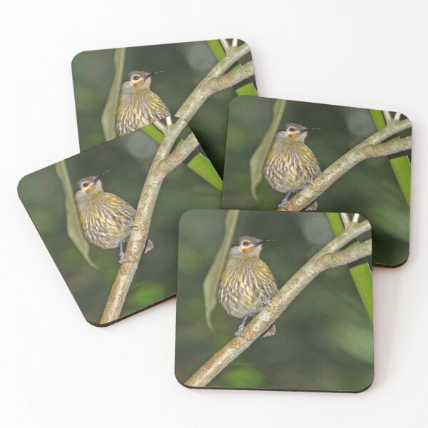 Item preview,  MacLeay's Honeyeater  ~ Rainforest Surprise  designed and sold by Robert Elliott.