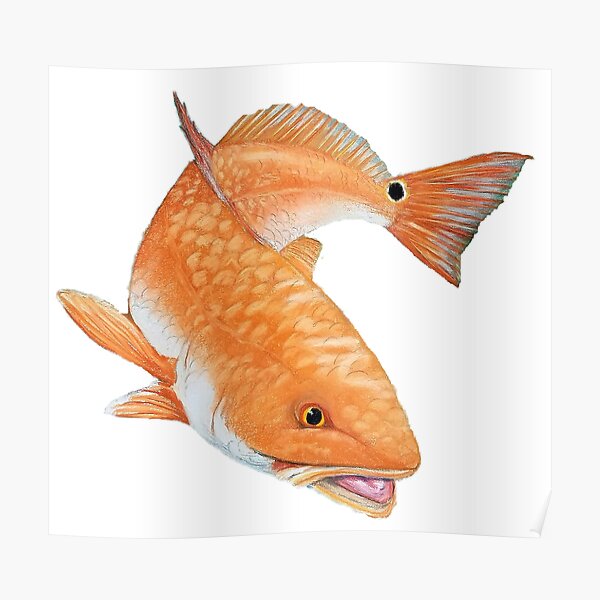 VISIT THE AQUARIUM IN KEY BISCAYNE FLORIDA GOLDFISH FISH VINTAGE POSTER REPRO VISIT THE AQUARIUM IN KEY BISCAYNE FLORIDA GOLDFISH FISH VINTAGE POSTER REPRO