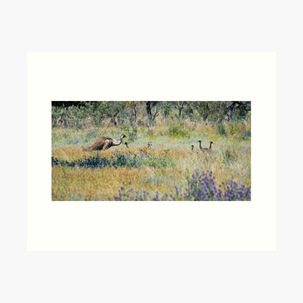 Emus Art Print