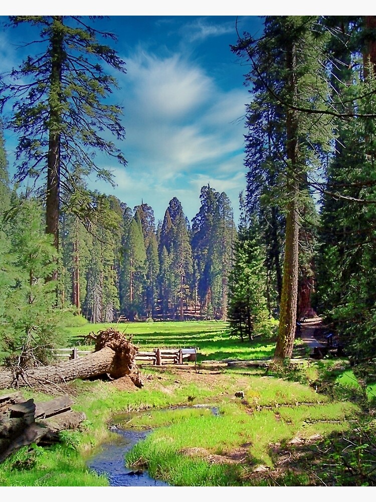 Discover Sequoia Meadows Premium Matte Vertical Poster