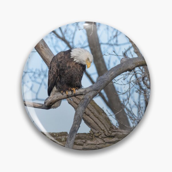 Item preview, Bald Eagle 2021-3 designed and sold by Thomasyoung.