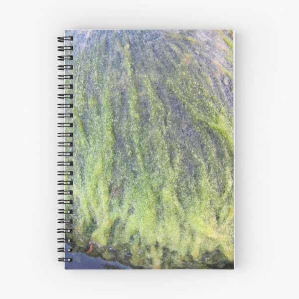 Item preview, Green moss on the stone where there was nothing designed and sold by PVagberg.