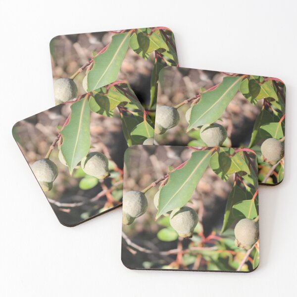 Item preview, Three Gumnuts designed and sold by Michaela Perryman.