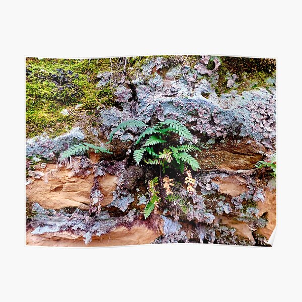 Fern Clinging to Cliff Poster