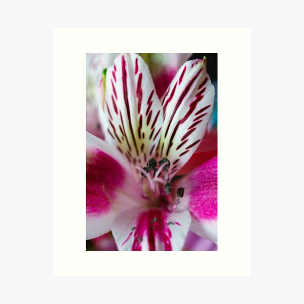 The Pink Orchid's Centre Art Print