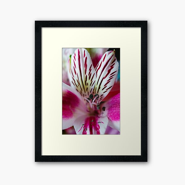 The Pink Orchid's Centre Framed Art Print