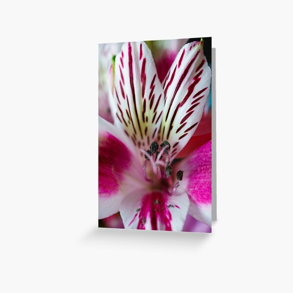 The Pink Orchid's Centre Greeting Card