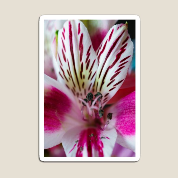 The Pink Orchid's Centre Magnet