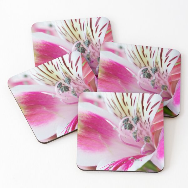 Bright, White and Pink Coasters (Set of 4)