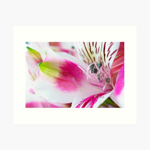 Bright, White and Pink Art Print