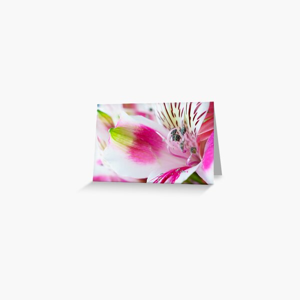 Bright, White and Pink Greeting Card