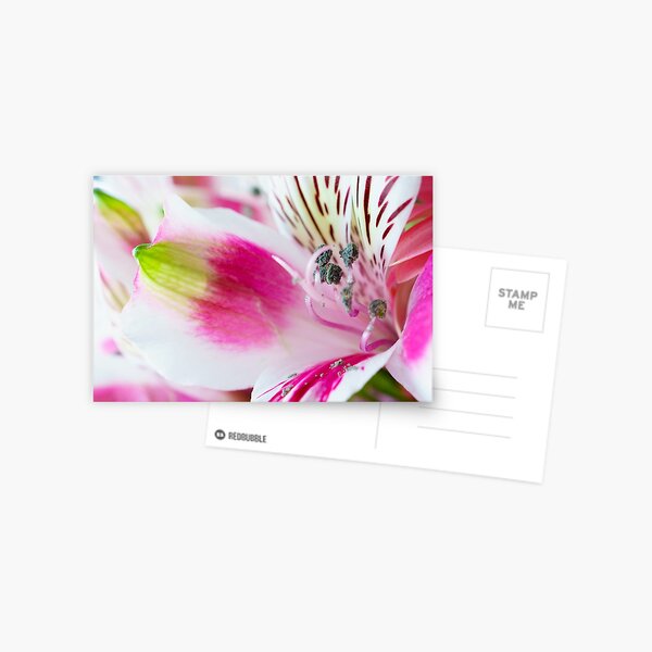 Bright, White and Pink Postcard