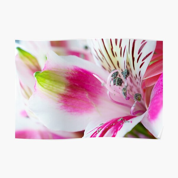 Bright, White and Pink Poster