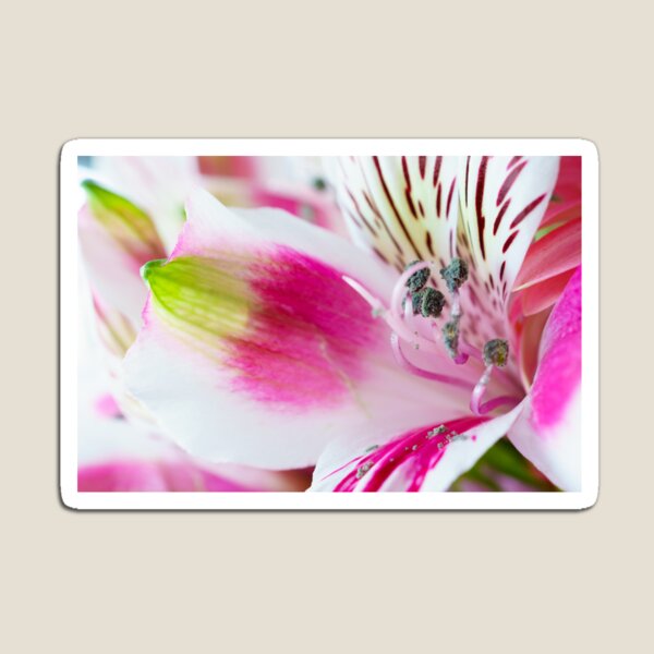 Bright, White and Pink Magnet