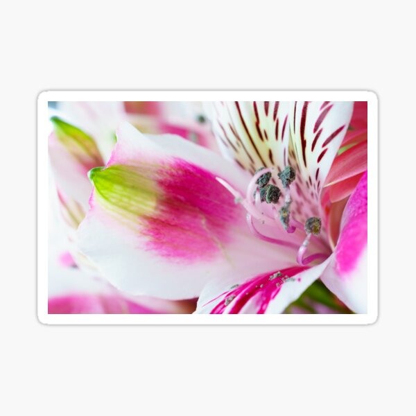 Bright, White and Pink Sticker