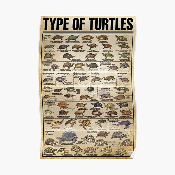 Type Of Turtles, Turtles Knowledge, Turtle Lover Poster