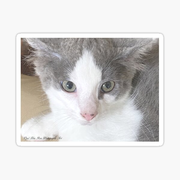 GRAU UND WEISSES KITTEN SOOTY BLUEY Sticker