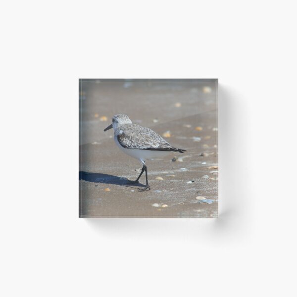 Item preview, Sandpiper designed and sold by zumi.