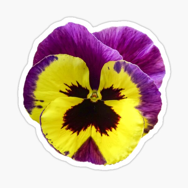 Yellow and Purple Pansy Sticker