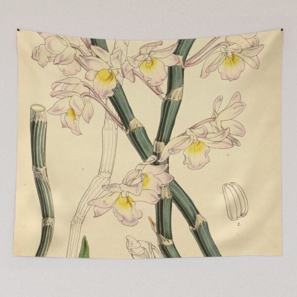 Item preview, Dendrobium crepidatum designed and sold by EsotericBotanic.