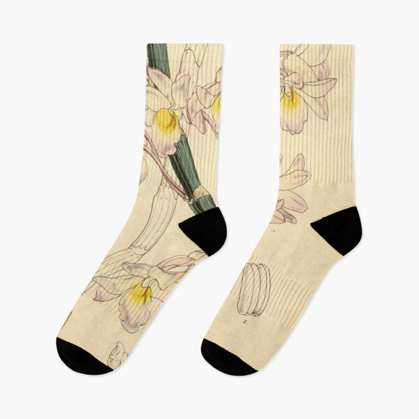 Item preview, Dendrobium crepidatum designed and sold by EsotericBotanic.