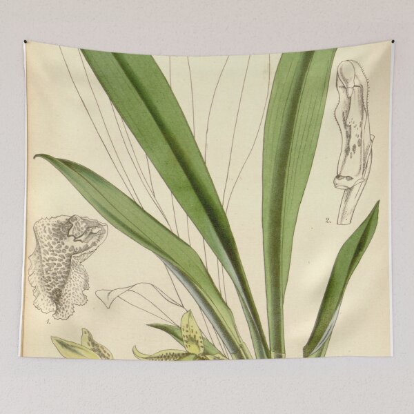 Item preview, Kefersteinia graminea Curtis' 84 (Ser. 3 no. 14) pl. 5046 (1858) designed and sold by EsotericBotanic.
