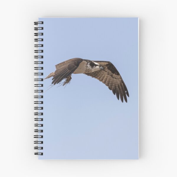 Item preview, Osprey 2016-5 designed and sold by Thomasyoung.