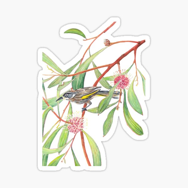 Item preview, New Holland Honeyeater and Hakea Laurina watercolour designed and sold by Zoya Makarova.