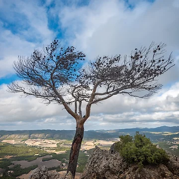Artwork thumbnail, Observation Point Lone Tree 2 by Ralph Goldsmith