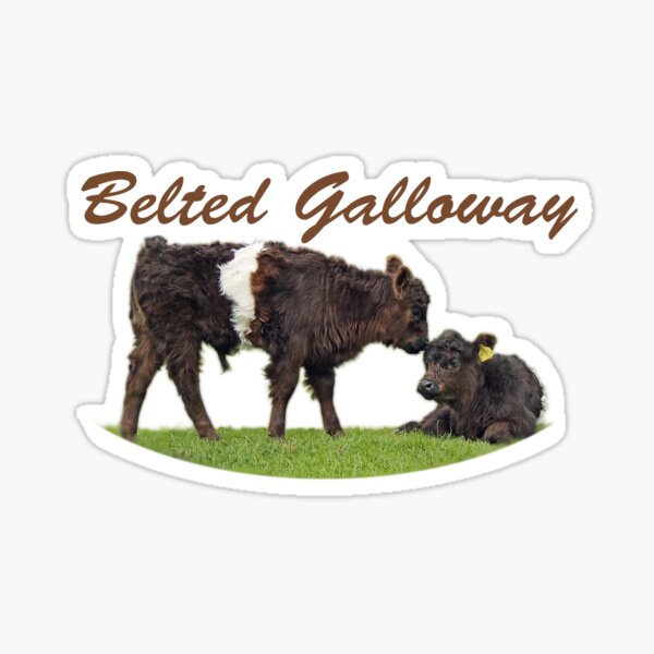 Item preview, Belted Galloway designed and sold by Murph's Images.