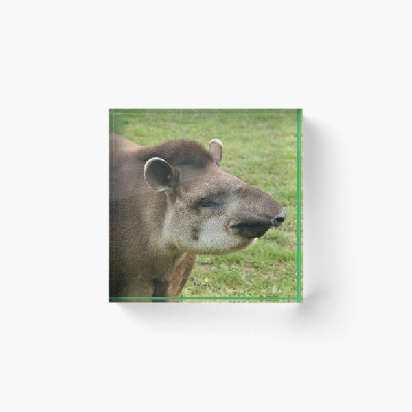 Artikelvorschau, Glücklicher Tapir entworfen und verkauft von Fearless-Fox.