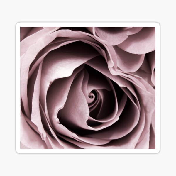 Aperçu de l'œuvre Rose noire et blanche créée et vendue par BilgePaksoylu.