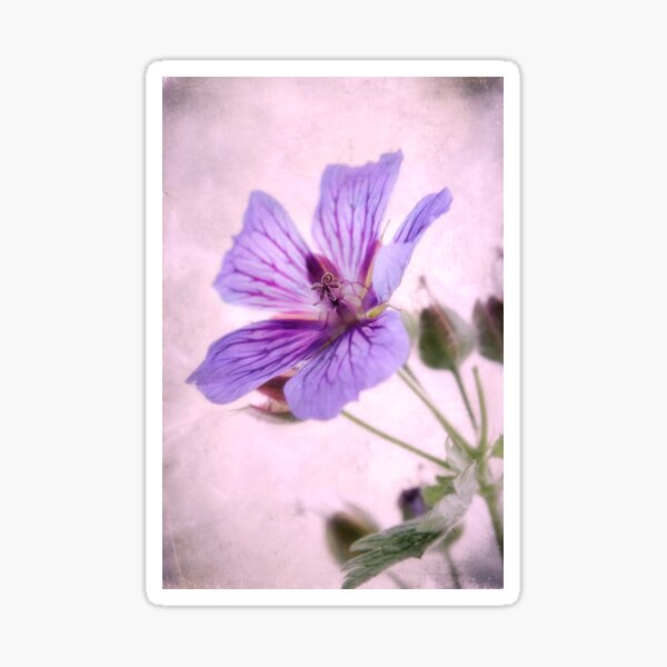 Maculatum Sticker