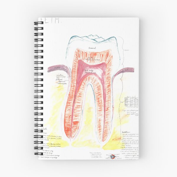 Item preview, Watercolor A&P of the Teeth  designed and sold by dr-duncan.