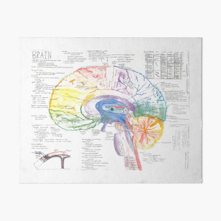 Watercolor A&P of the Lateral Brain Art Board Print