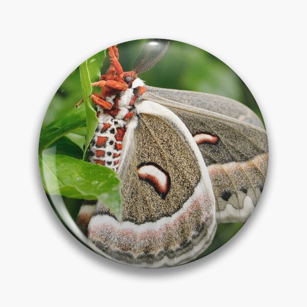 Artikelvorschau, Cecropia Moth entworfen und verkauft von BRENDA DOHERTY.