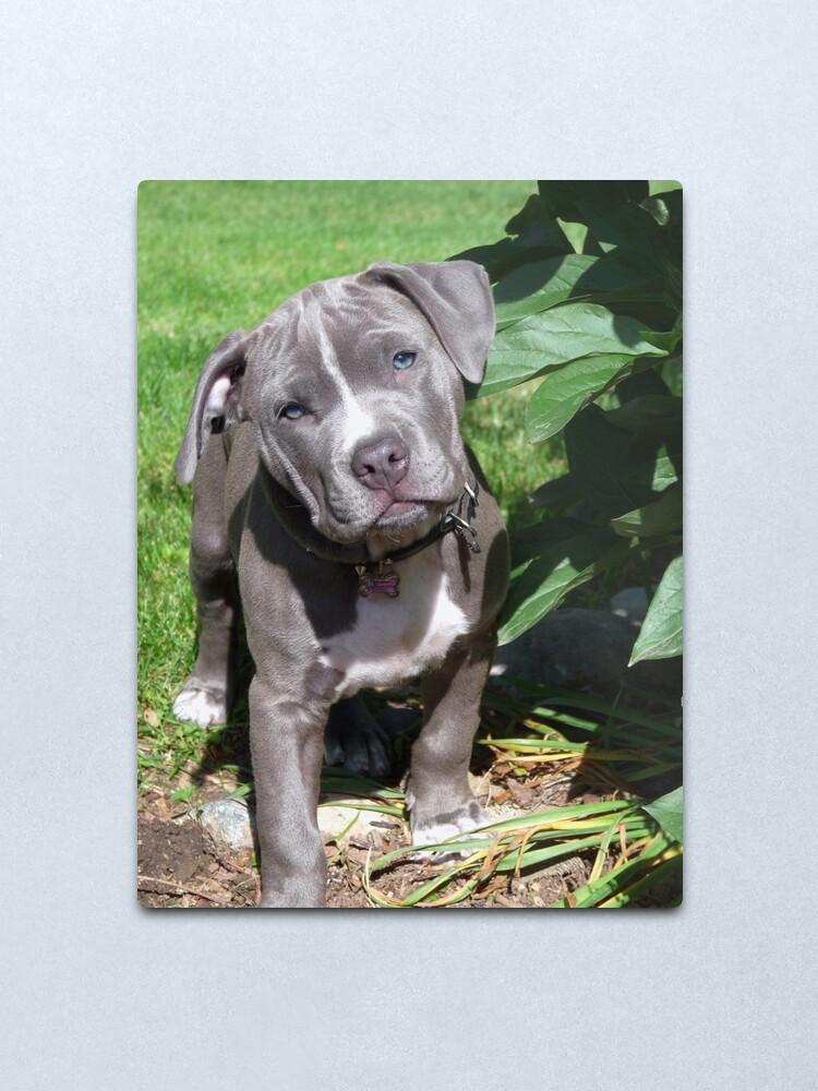 Impression Metallique Superbe Bebe Chiot Pitbull Tete Inclinee Par Christyb8 Redbubble