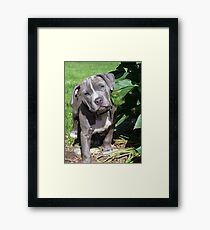 Gorgeous Baby Pitbull Puppy Dog (Head Tilted) Framed Print