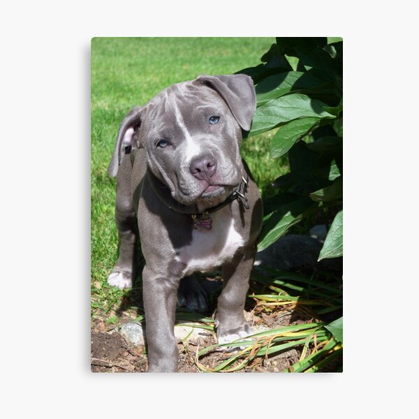 Baby pit bulls for sales sale