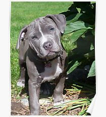 Gorgeous Baby Pitbull Puppy Dog (Head Tilted) Poster