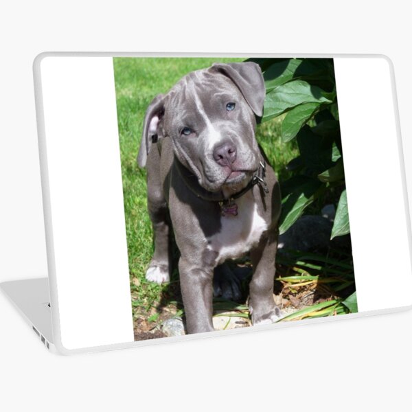 Baby White Pitbull Puppy Jigsaw Puzzle