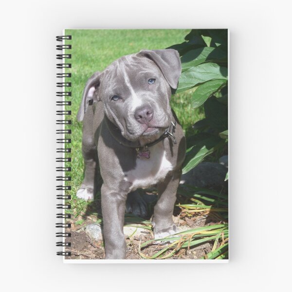 Item preview, Gorgeous Baby Pitbull Puppy Dog (Head Tilted) designed and sold by Christy Carlson.