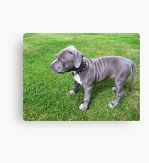 Gorgeous Baby, Blue Pit Bull Puppy Dog With Wrinkles Canvas Print