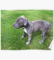 Gorgeous Baby, Blue Pit Bull Puppy Dog With Wrinkles Poster